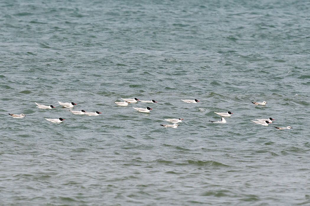 Mediterranean Gull — Ana fotoğraf